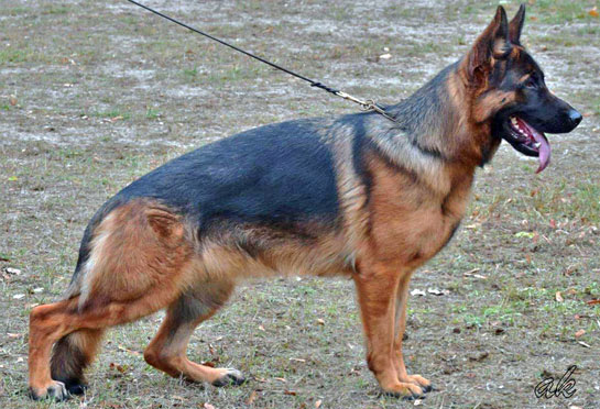 German shepherd breeder