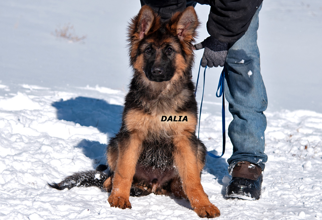 German shepherd female Dalia from Germany