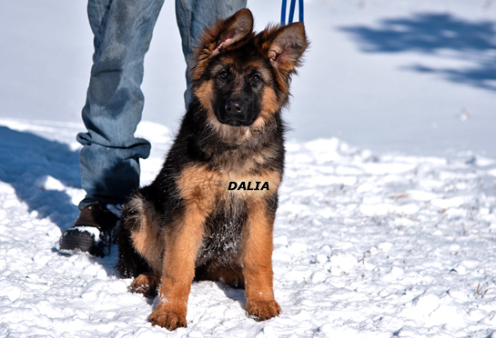 Dalia trained German shepherd female puppy