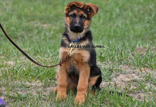 German shepherd male puppies for sale