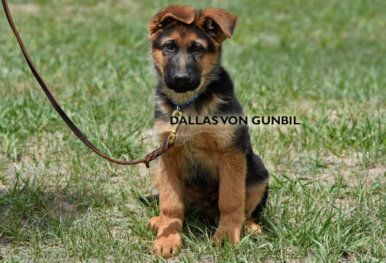 World-class trained german shepherd puppies for sale