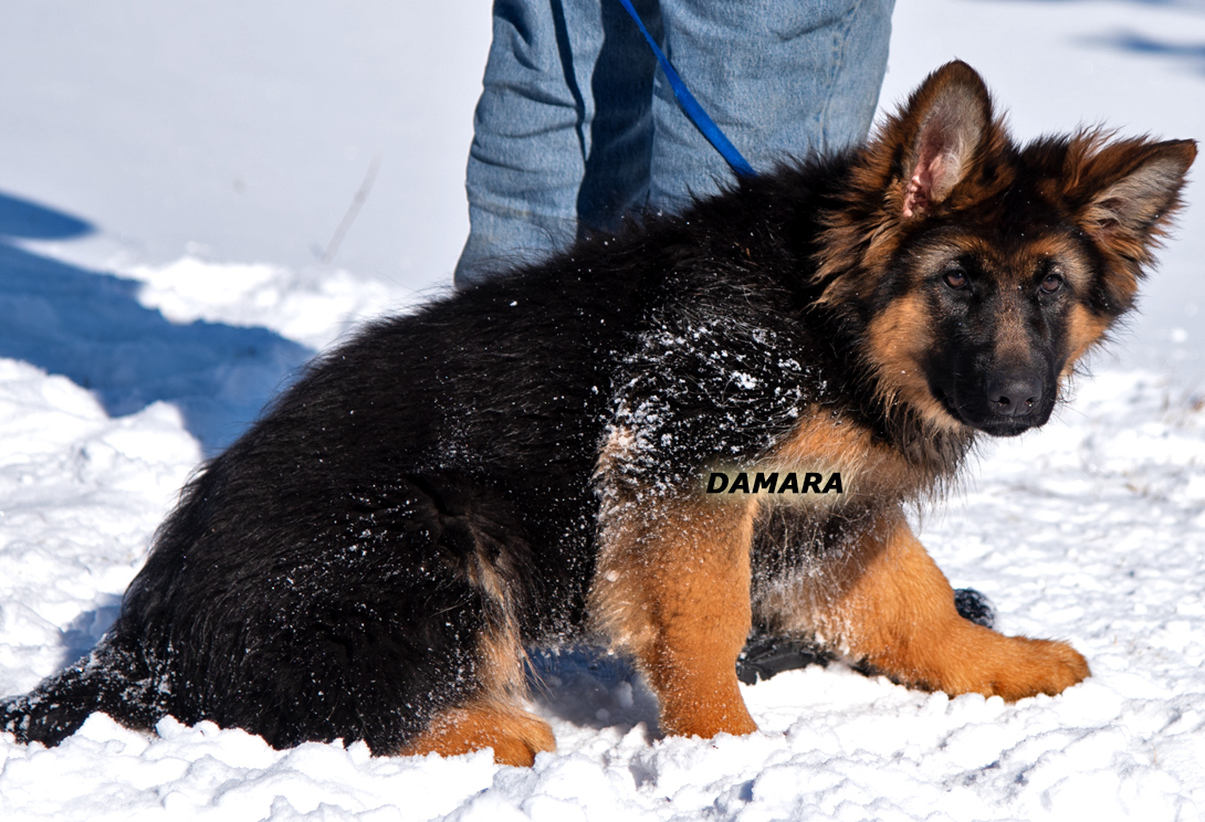 Plush coat German shepherd female puppy