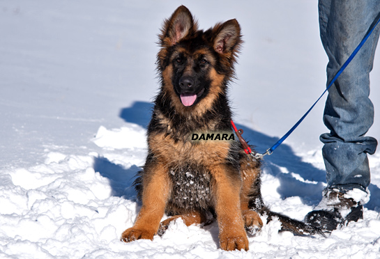 Damara trained female puppy