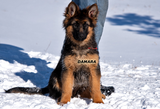 Damara trained German shepherd female puppy