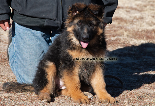 Daniekya trained imported female puppy from Germany