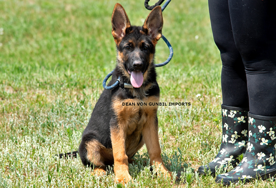 Trained German shepherd male import puppy