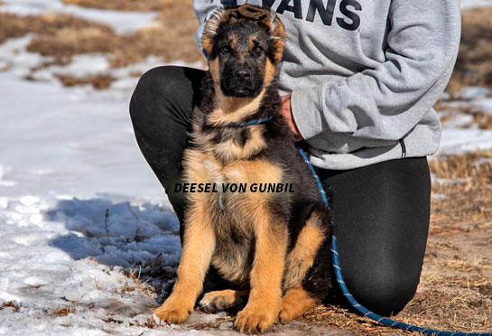 Trained German shepherd male puppy