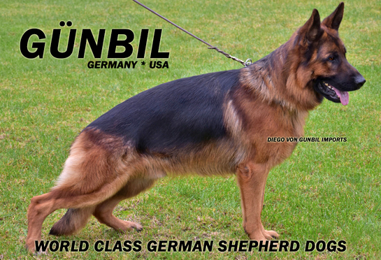 Father: Diego von Gunbil Imports (Colorado puppy breeding stud) 