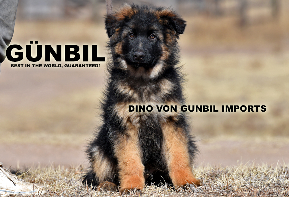 Trained German shepherd puppies