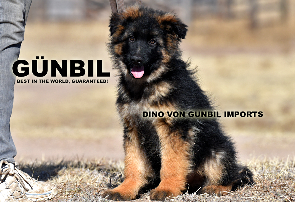 Trained German shepherds