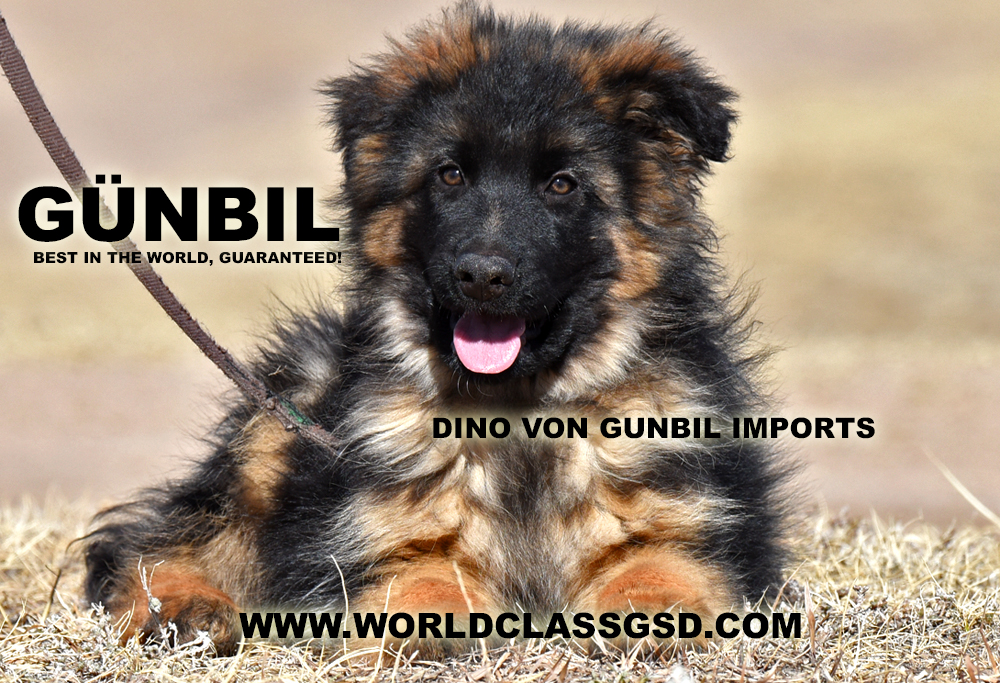 Trained German shepherd puppy