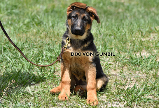 World class trained german shepherd puppies for sale