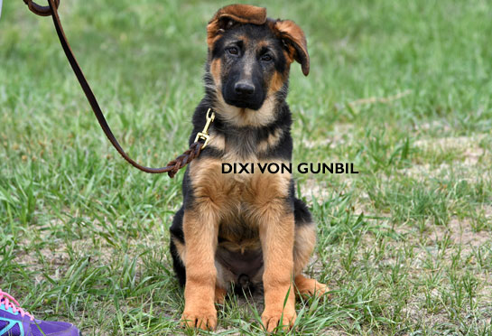German shepherd female puppies for sale