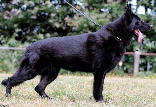 Champion German shepherd dam Grandaughter of Vegas du Haut Mansard