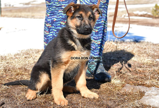 Trained German shepherd female puppies for sale