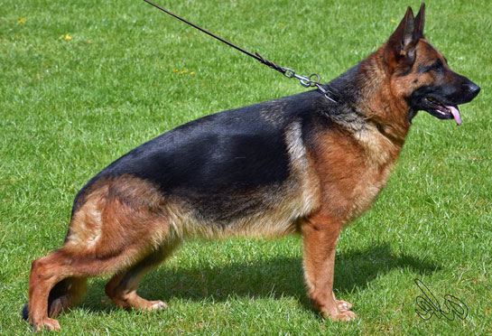 World Champion German Shepherd Puppies