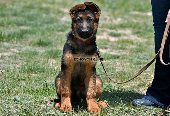 German shepherd puppies