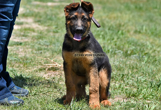 Trained puppies for sale