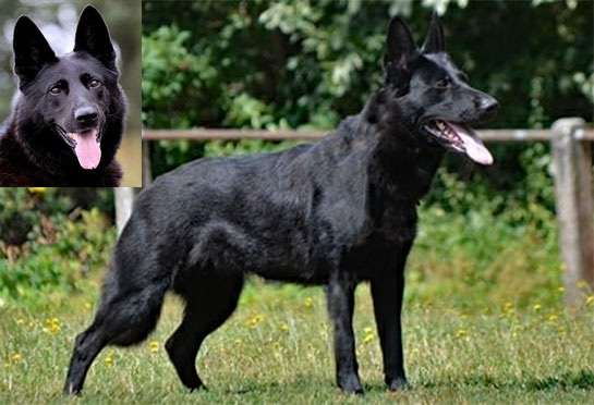 Working-line german shepherds black puppies for sale Working dogs with IPO