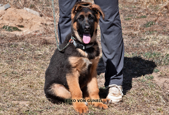 Buy German Shepherd Training: All the Tips You Need for a Well-Trained  German Shepherd Book Online at Low Prices in India | German Shepherd  Training: All the Tips You Need for a