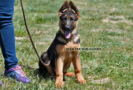 Trained german shepherd puppies for sale