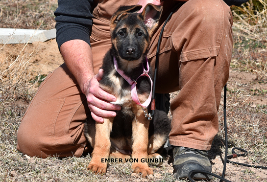 Potty trained german shepherd puppies sale for sale