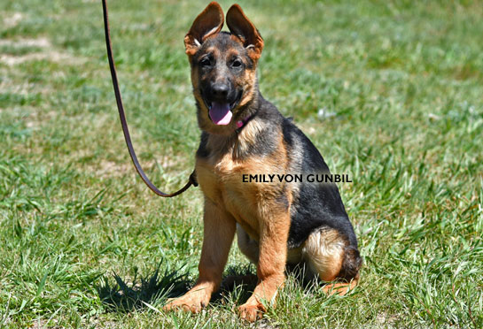 Trained german shepherd puppy for sale