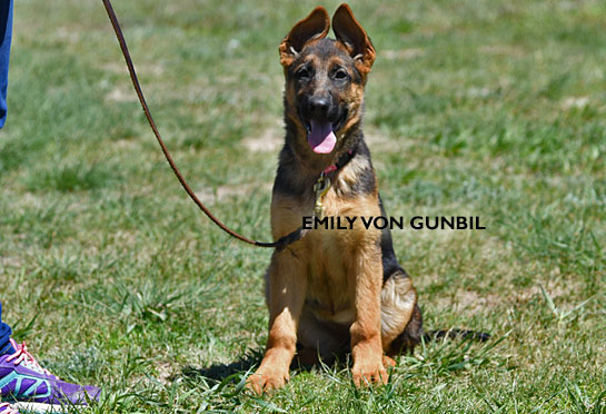 Trained german shepherd puppies for sale