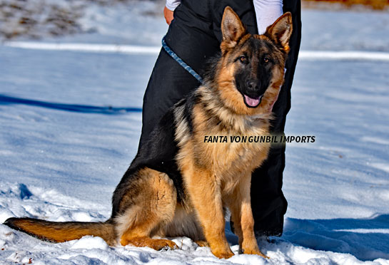 Fanta - Trained dog for sale