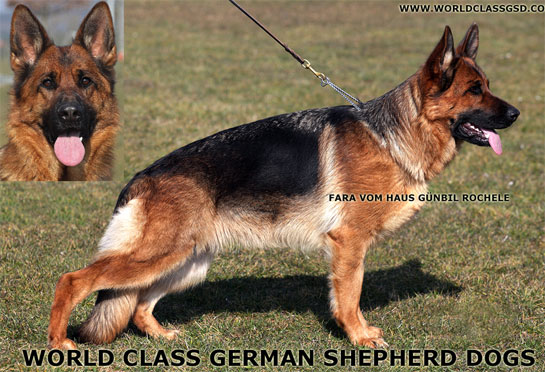 German shepherd import puppies from Germany