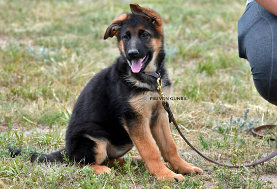 German shepherd female puppies for sale