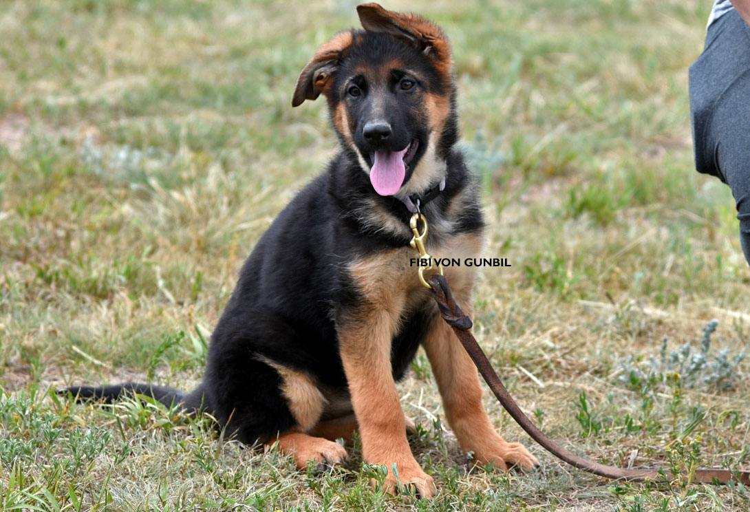 World class trained german shepherd puppies for sale