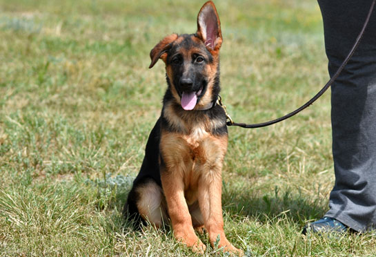 German shepherd female puppies for sale