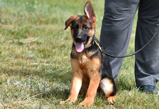 World class trained german shepherd puppies for sale