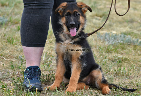 German shepherd female puppies for sale