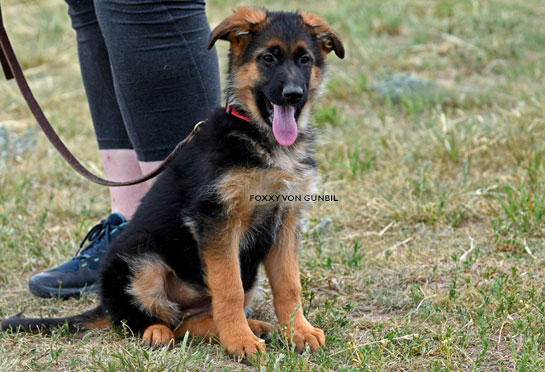 World class trained german shepherd puppies for sale