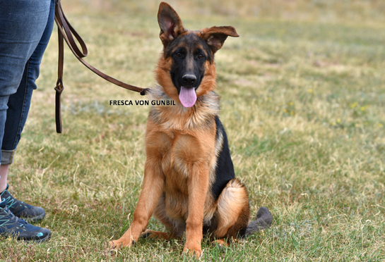 Trained German shepherd female puppy
