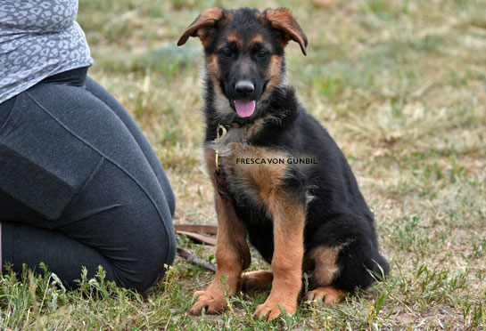 German shepherd female puppies for sale