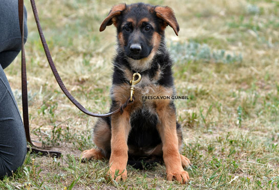 World class trained german shepherd puppies for sale