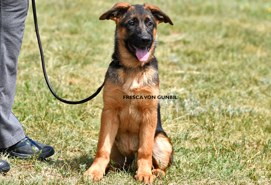 World class trained german shepherd puppies for sale