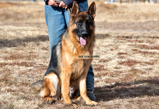 Gee - Trained dogs for sale