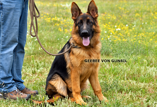 Geeree - Trained dogs for sale