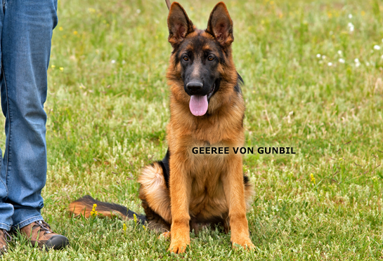 Geeree - Trained dog for sale