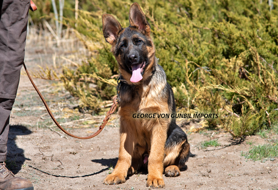 George - is a trained import German puppy for-sale