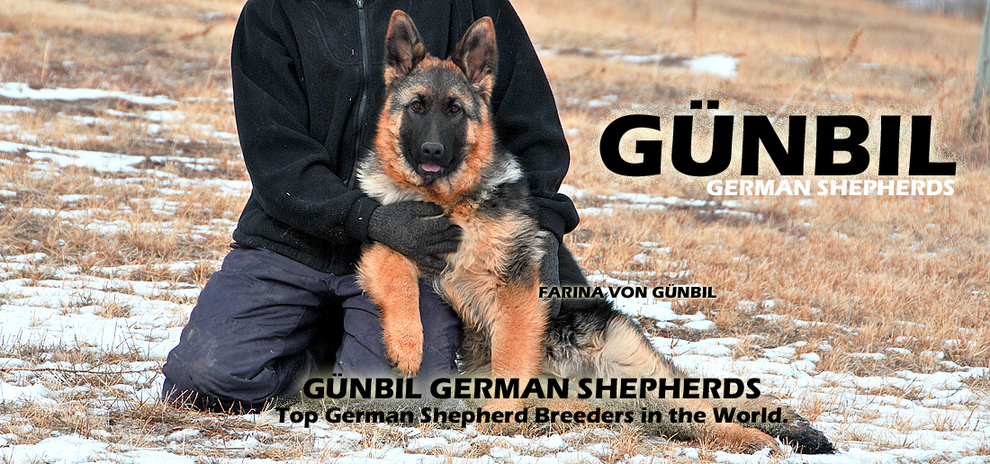 Gunbil german hot sale shepherds for sale