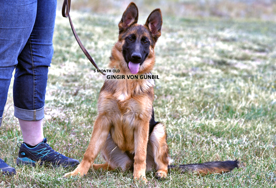 Trained puppy for sale Trained puppy