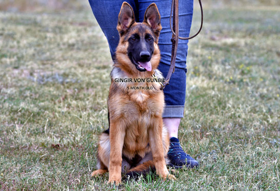Trained German shepherd puppy for sale Trained German shepherd puppy
