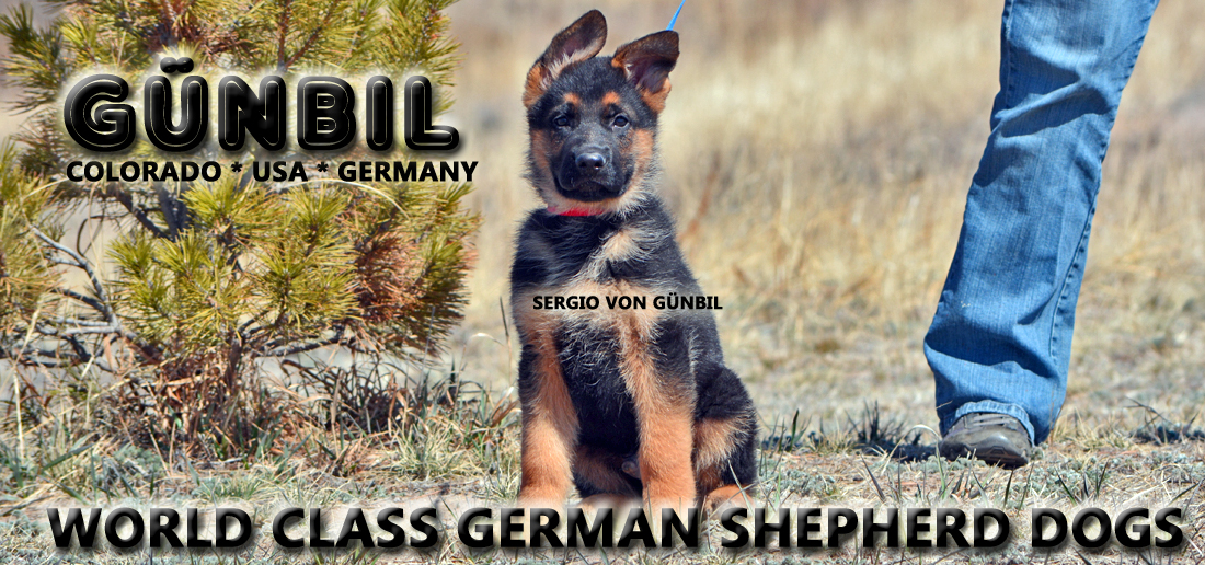 Gunbil German Shepherd Testimonails