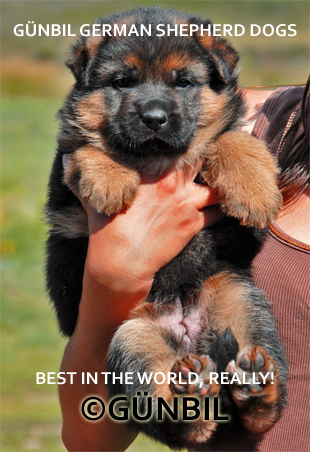 Gunbil German shepherd puppy