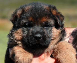 Import german shepherd sales puppies for sale